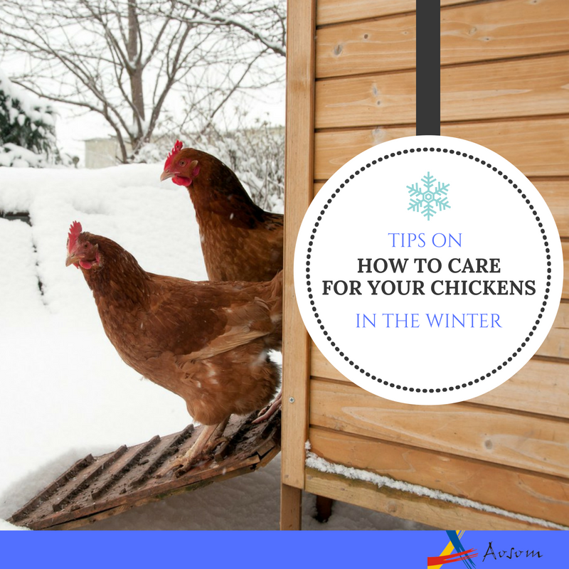 Winter Chicken Tips from Aosom