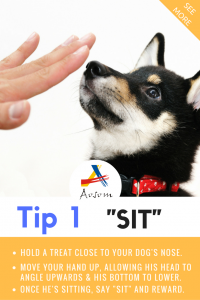 How to House Train a Puppy Tips from Aosom