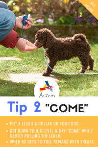 How to House Train a Puppy Tips from Aosom