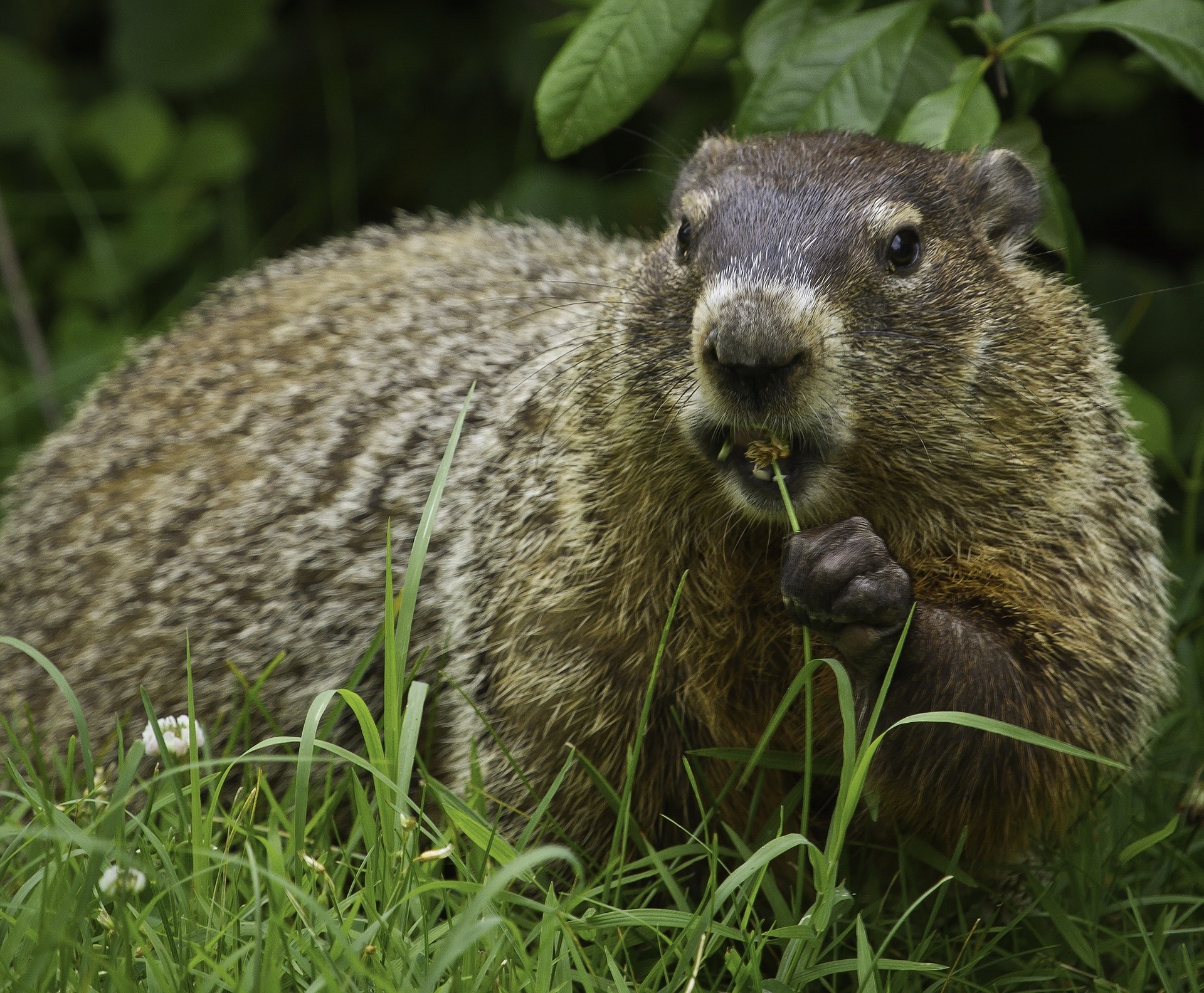 Groundhog Day: Some Historical Context + Marmot Minutiae - Aosom