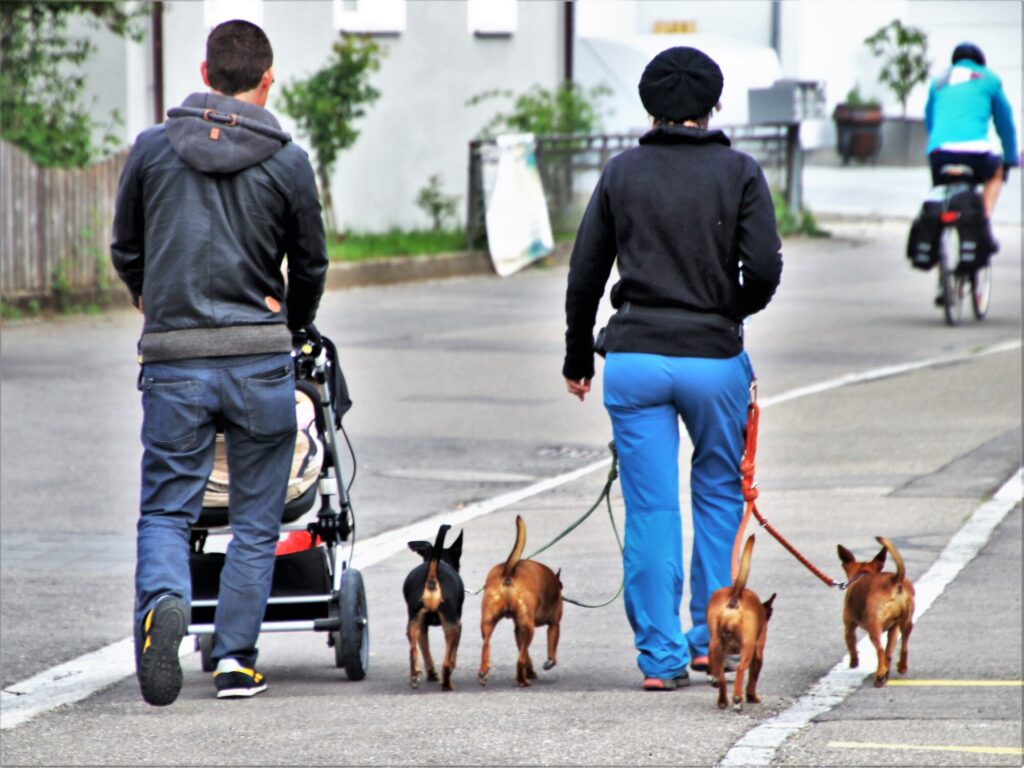 small dogs being walked