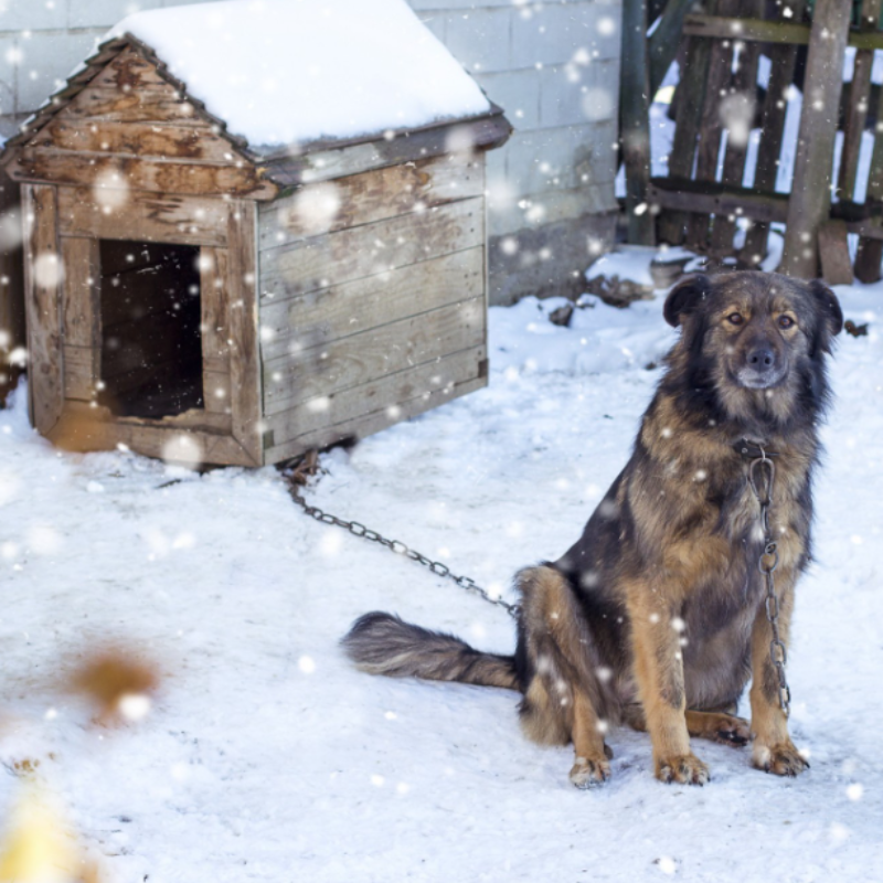 Dog sitting beside an old wooden dog house in snowy winter weather.
